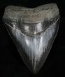 Sharply Serrated SC Megalodon Tooth - #4267-1